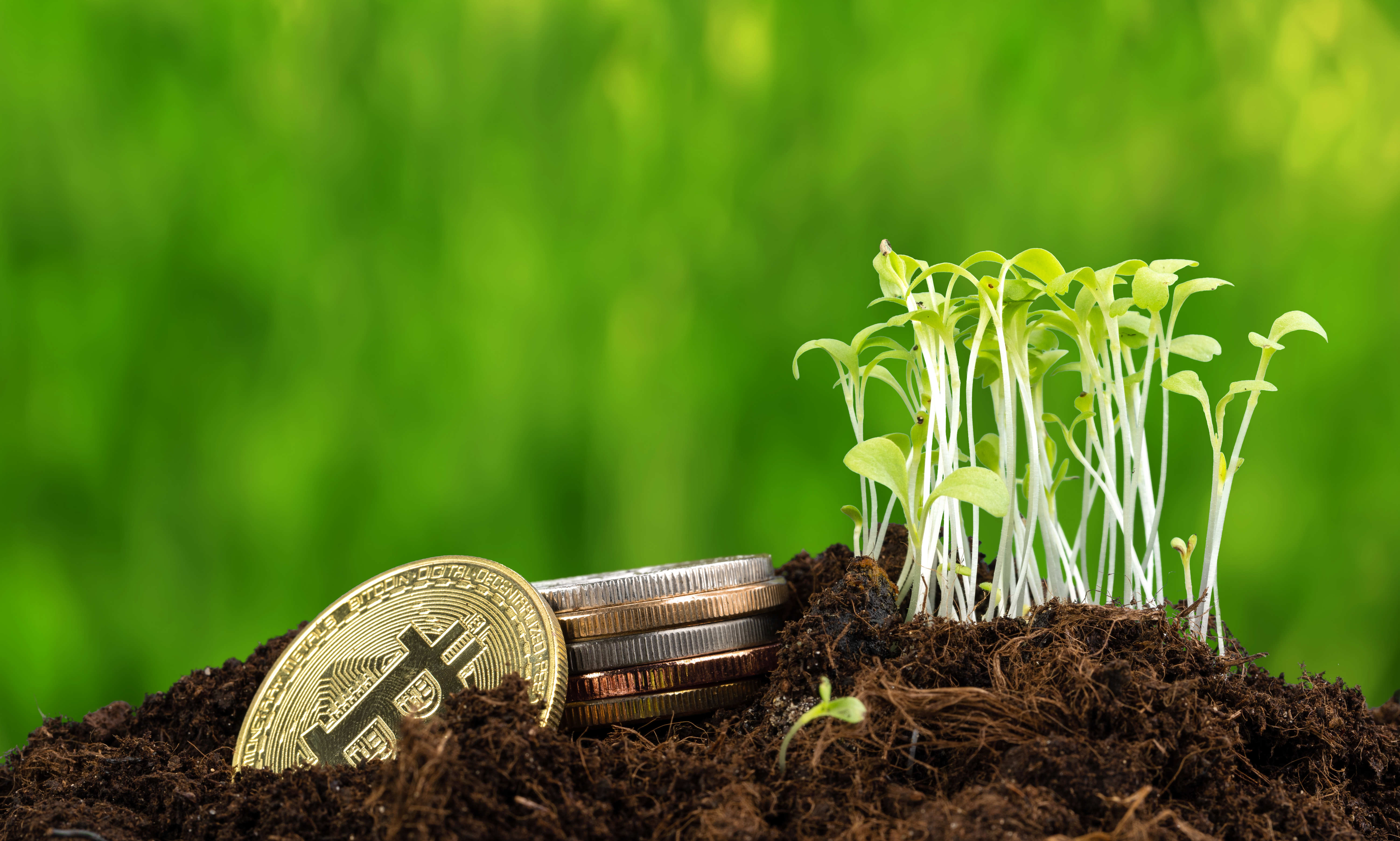 Sprout plant and bitcoin growth